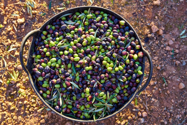 Cosecha de aceitunas recogiendo en la cesta del agricultor.