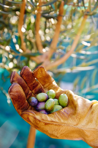 Cosecha de aceitunas recogiendo manos en el mediterráneo.