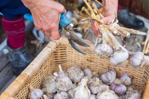 Cosecha de ajo para el concepto de agricultura de invierno Alimentos frescos y saludables Cortar el tallo del bulbo