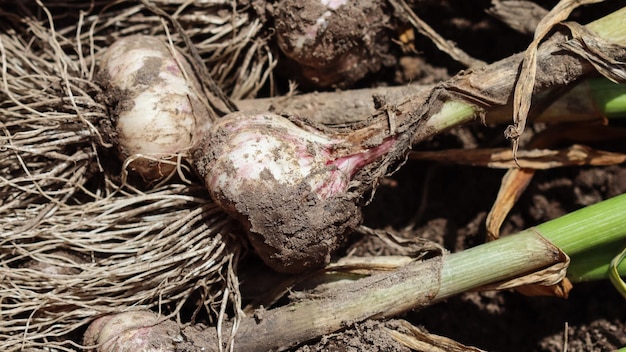 Cosecha de ajo en el concepto de cosecha de jardín