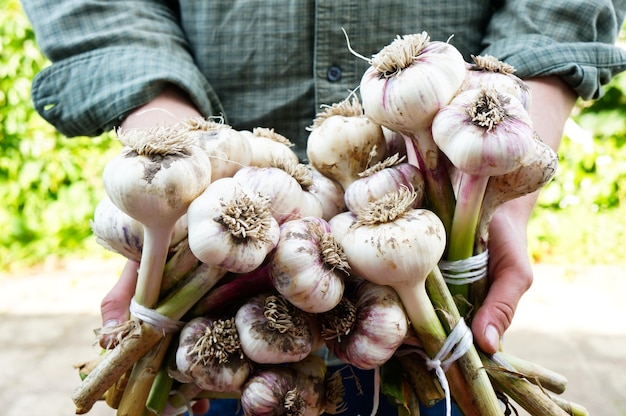 Cosecha de ajo en la huerta Agricultor con vegetales recién recogidos en manos concepto de agricultura orgánica