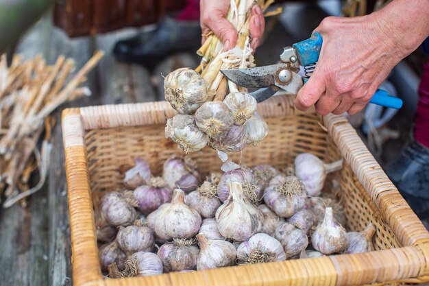 Cosecha de ajo para el invierno Concepto de agricultura Alimentos sanos y frescos Cortar el tallo del bulbo