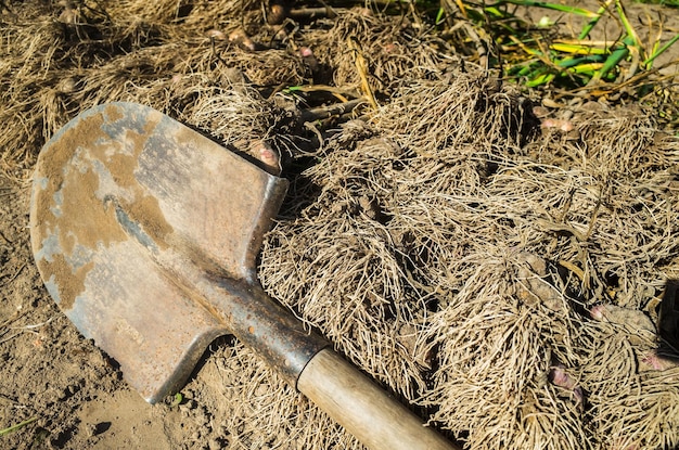 Cosecha de ajo recolectada en el jardín Trabajo de plantación Cosecha de otoño y concepto de alimentos orgánicos saludables de cerca con enfoque selectivo