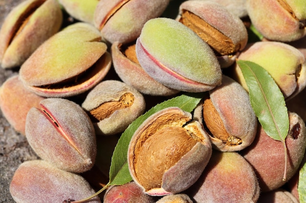 Cosecha de almendras Alimentos saludables