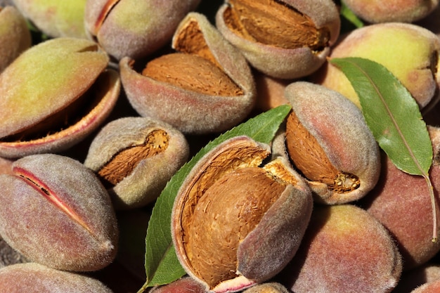 Cosecha de almendras Alimentos saludables