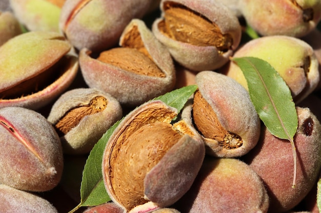 Cosecha de almendras Alimentos saludables