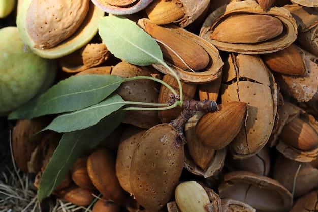 Cosecha de almendras Almendras partidas