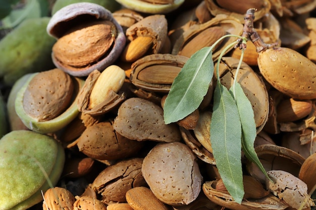 Cosecha de almendras Almendras partidas