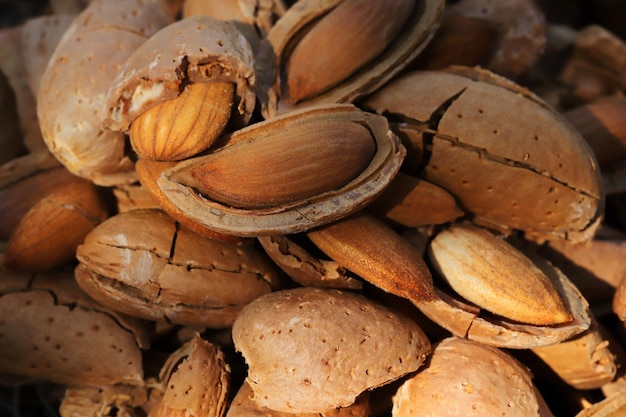 Cosecha de almendras Almendras partidas