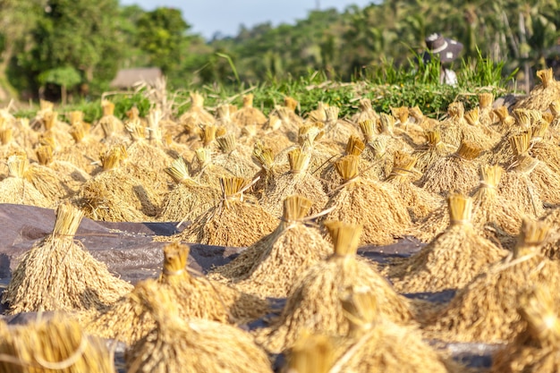 La cosecha de arroz. Paquetes de espiguillas doradas.