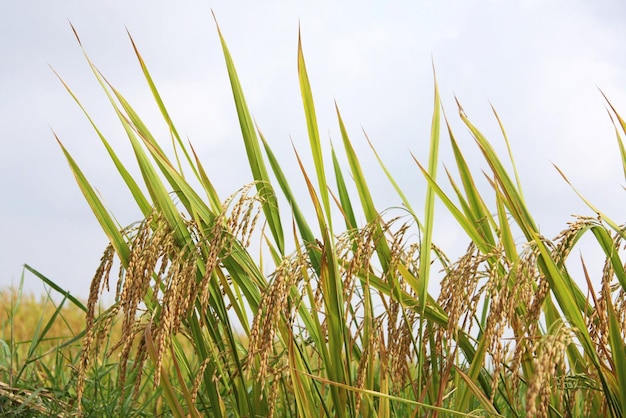 La cosecha de arroz bajo el sol