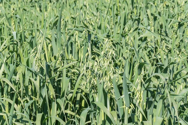 Cosecha de avena inmadura campo verde