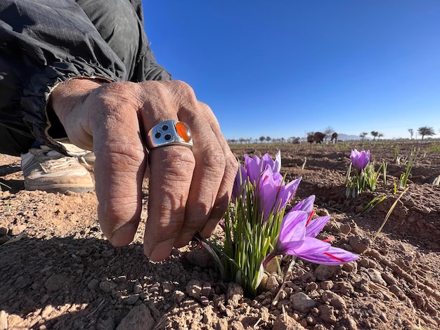 La cosecha de azafrán Recogiendo la hermosa flor de azafarán púrpura por un hombre local