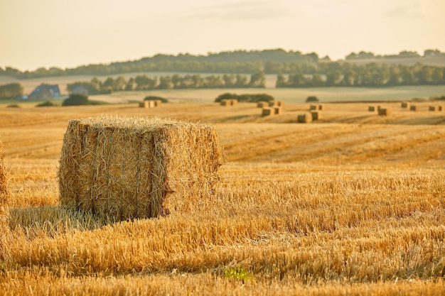 Cosecha Bale de heno de paja marrón en un campo en el campo con copyspace Paisaje escénico de granja agrícola en pueblo rural para cosechar cultivos y trigo Pajar dorado en un prado