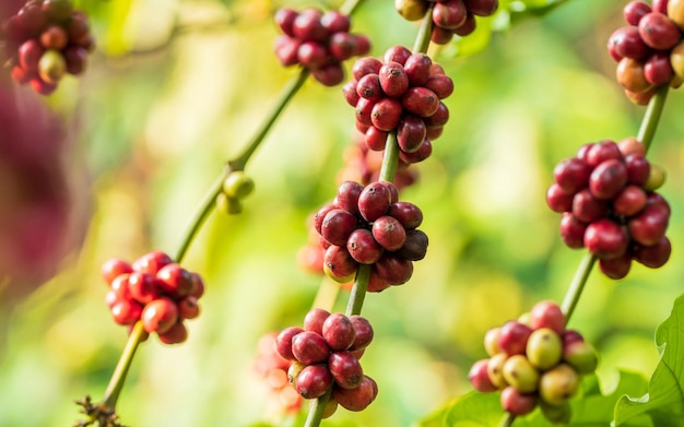 Cosecha de bayas de café por agricultura Granos de café madurando en el árbol en el norte de Tailandia