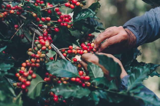 Cosecha de bayas de café por agricultura Granos de café madurando en el árbol en el norte de Tailandia