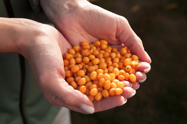 Cosecha de bayas maduras de espino amarillo en manos