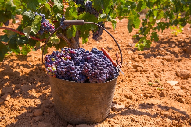 Cosecha de bobal con cosecha de uvas de vino.