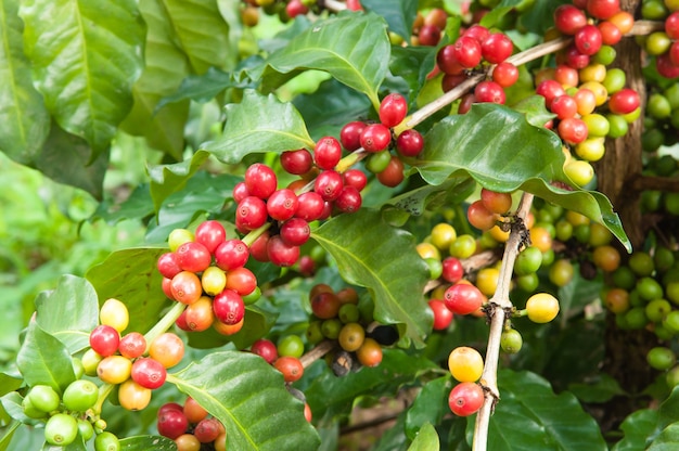 Cosecha de café maduro en el árbol, plantación de café en la granja