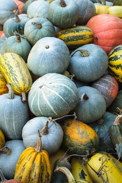 Cosecha de calabaza en el campo, diferentes tipos de calabaza.