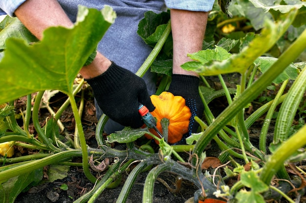 Cosecha calabaza huerta orgánica Granjero mano recogiendo calabazas maduras en el campo agrícola