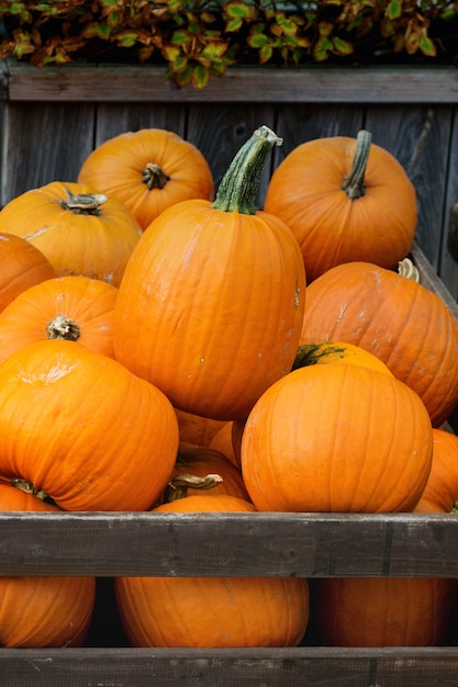 Cosecha de calabaza en el mercado