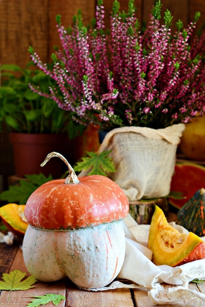 Cosecha de calabazas. Composición para la celebración de Halloween.