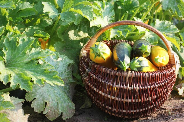 Foto la cosecha de calabazas frescas en la canasta las calabazas frescas recogidas en el jardín