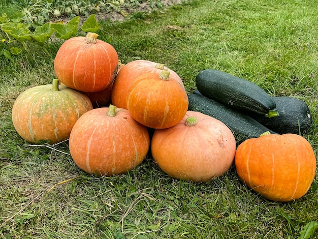 cosecha de calabazas naranjas maduras y calabacines