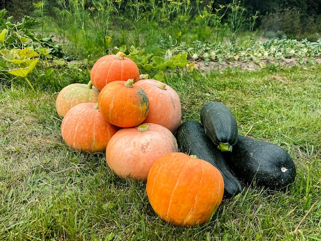 cosecha de calabazas naranjas maduras y calabacines