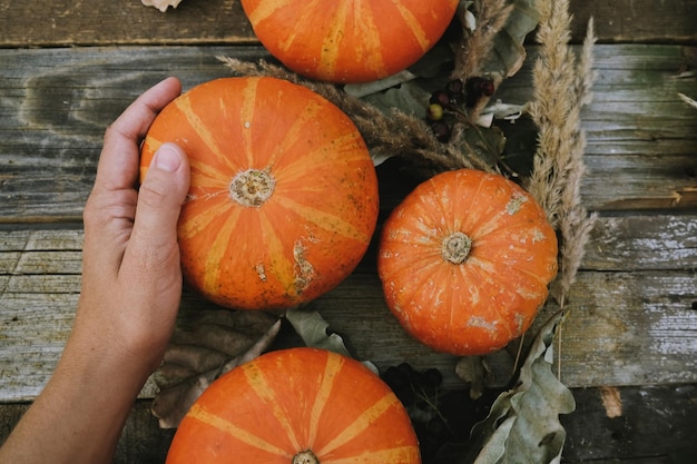 Cosecha de calabazas