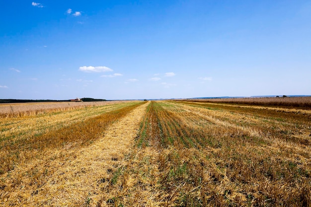 Cosecha de un campo agrícola