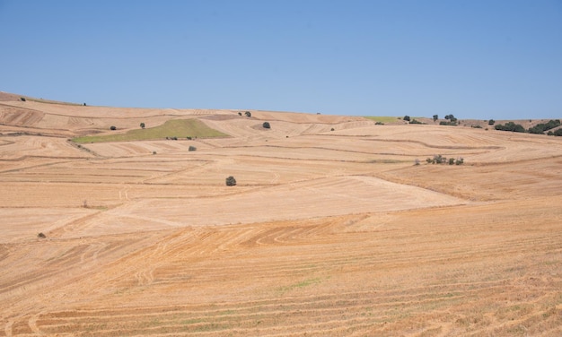 Cosecha de campos de trigo en verano concepto de calentamiento global y sequía Sequía en Turquía