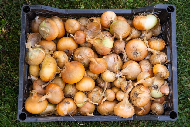 Cosecha cebollas en una caja de plástico sobre la hierba