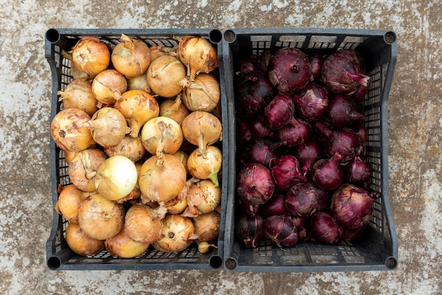 Cosecha de cebollas en cajas de plástico.