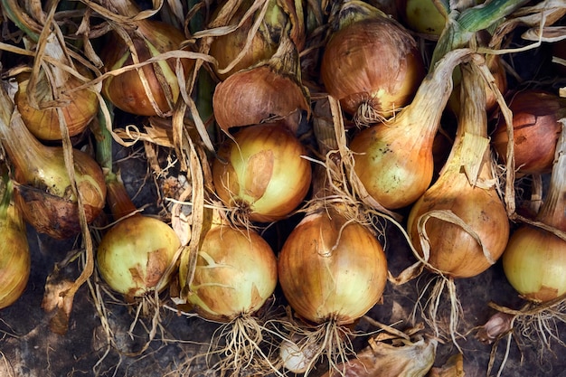 Cosecha de cebollas doradas frescas