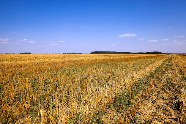 Cosecha de cereales campo agrícola donde cosechar cereales maduros Agricultura