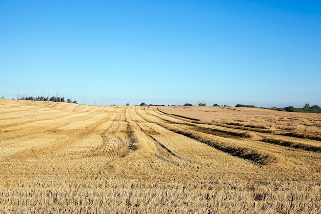 Cosecha de cereales, verano - campo agrícola donde se lleva a cabo la cosecha de cereales, Bielorrusia, verano