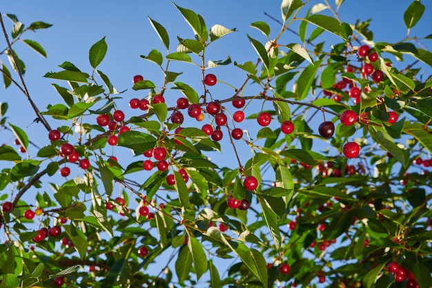 Cosecha de cerezas maduras de un árbol fructífero