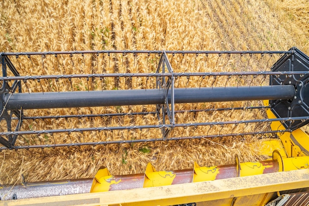 Cosecha cosechadora en el campo dorado Máquina agrícola trabajando en el campo