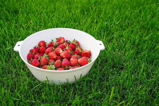 Cosecha deliciosas fresas maduras en una taza sobre la hierba verde
