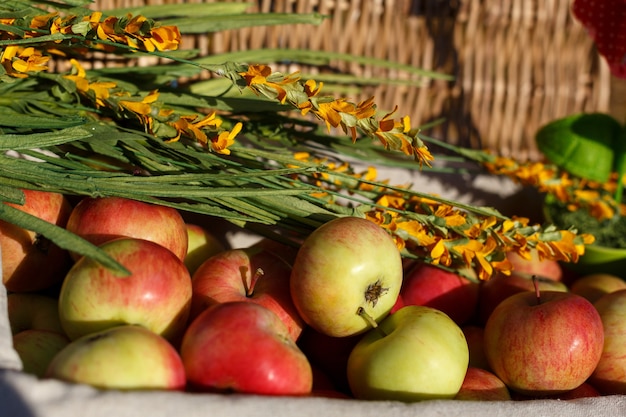 Cosecha de deliciosas manzanas maduras se encuentra en la canasta bajo un sol brillante