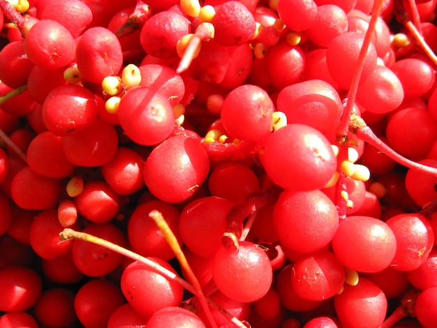 La cosecha de la esquizandra roja