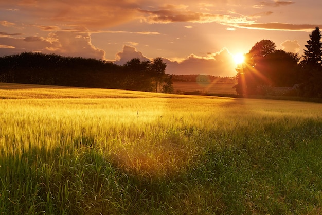 La cosecha está por llegar Una serie de fotos de campos de maíz al atardecer.