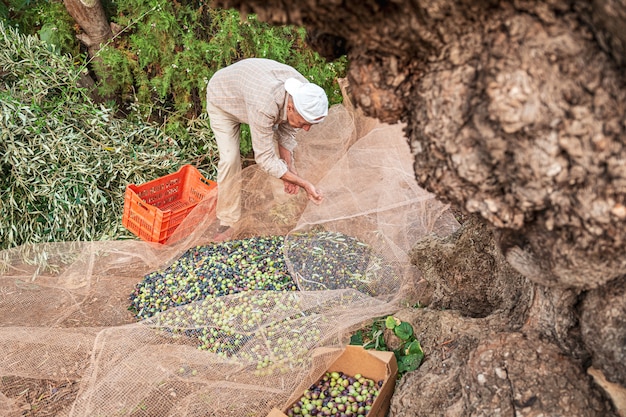 Foto la cosecha estacional de aceitunas en puglia, sur de italia