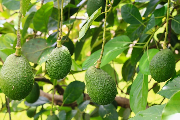 Cosecha estacional de aguacate verde orgánico, aguacate verde tropical madurando en el gran árbol de cerca