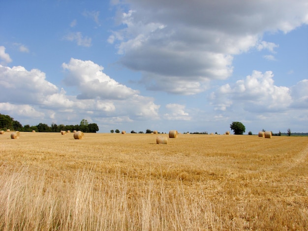 Cosecha de fianza de heno en el paisaje de campo dorado