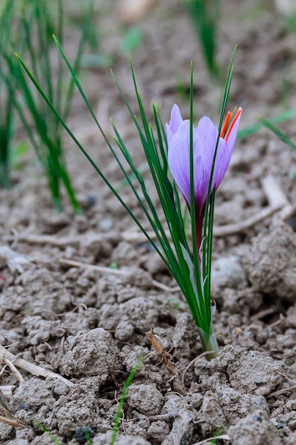 Cosecha de flores de azafrán en el campo. La especia más cara.