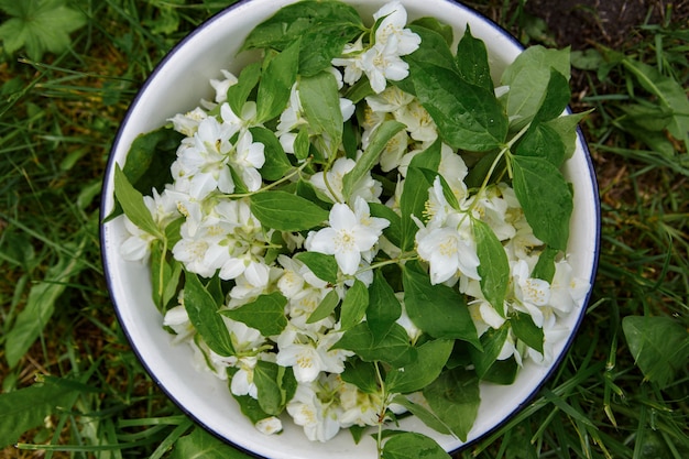 Cosecha de flores de jazmín para té. Jazmín en un plato está parado sobre la hierba.