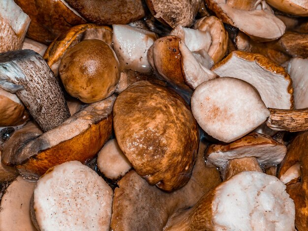 Cosecha forestal de hongos porcini y boletus